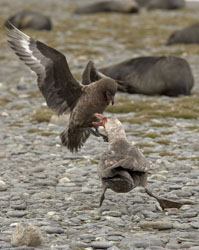 skua